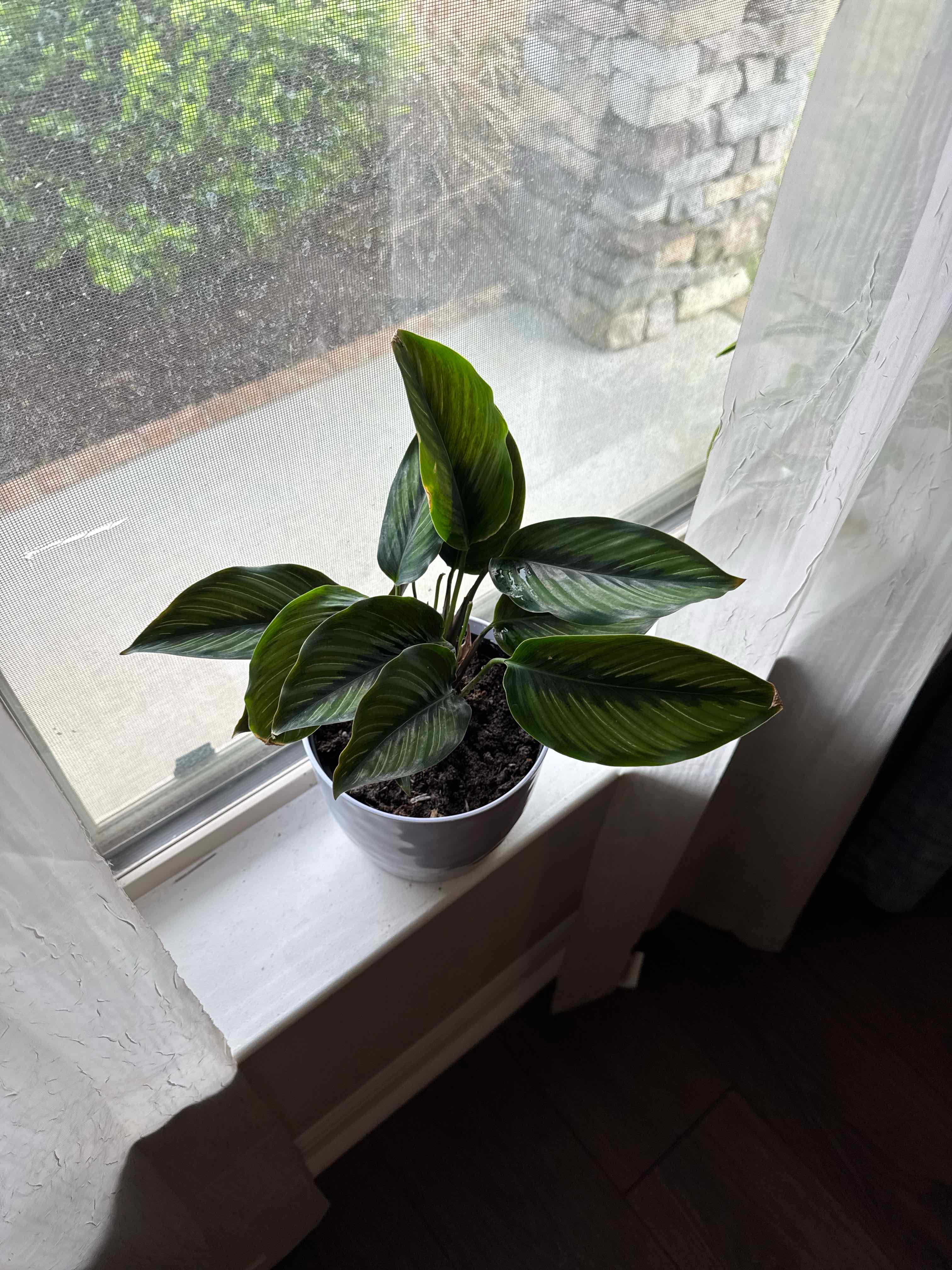 Photo of the plant species vigoro calathea by @NewDyebush53 named Clooney on Greg, the plant care app