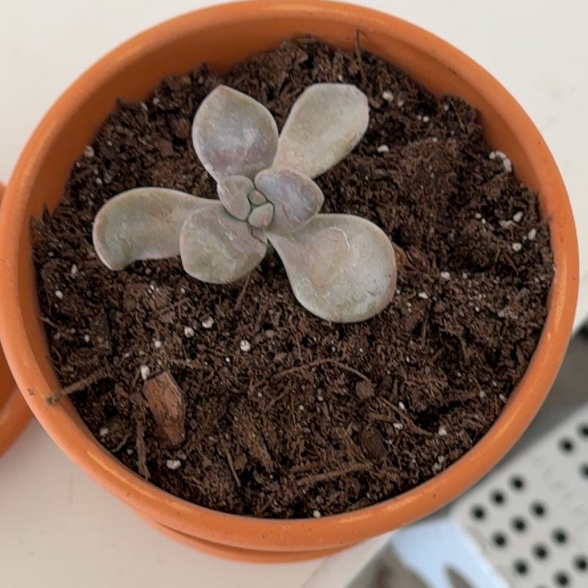 Photo of the plant species Graptoveria 'Jacaranda' by @LitheOrchid20 named Sage on Greg, the plant care app