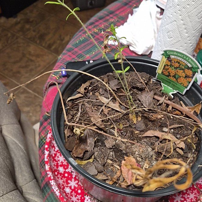 Photo of the plant species Butterfly Flower by @DiverseBlueiris named Kobe on Greg, the plant care app