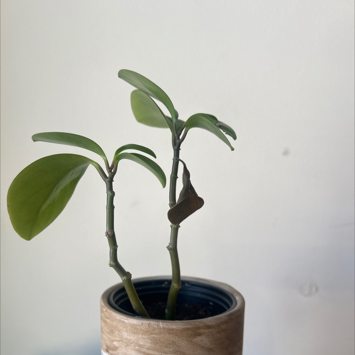 Photo of the plant species Pepperomia Red Edge by @KeyCowpea28 named Leaf Erickson on Greg, the plant care app