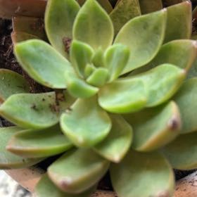 Photo of the plant species Tacisedum 'Spring Glow' by @DotingSunstar0 named Walt on Greg, the plant care app