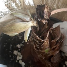 Photo of the plant species Hippeastrum 'White Nymph' by @LadyBearcorn26 named Eeeeeeep on Greg, the plant care app