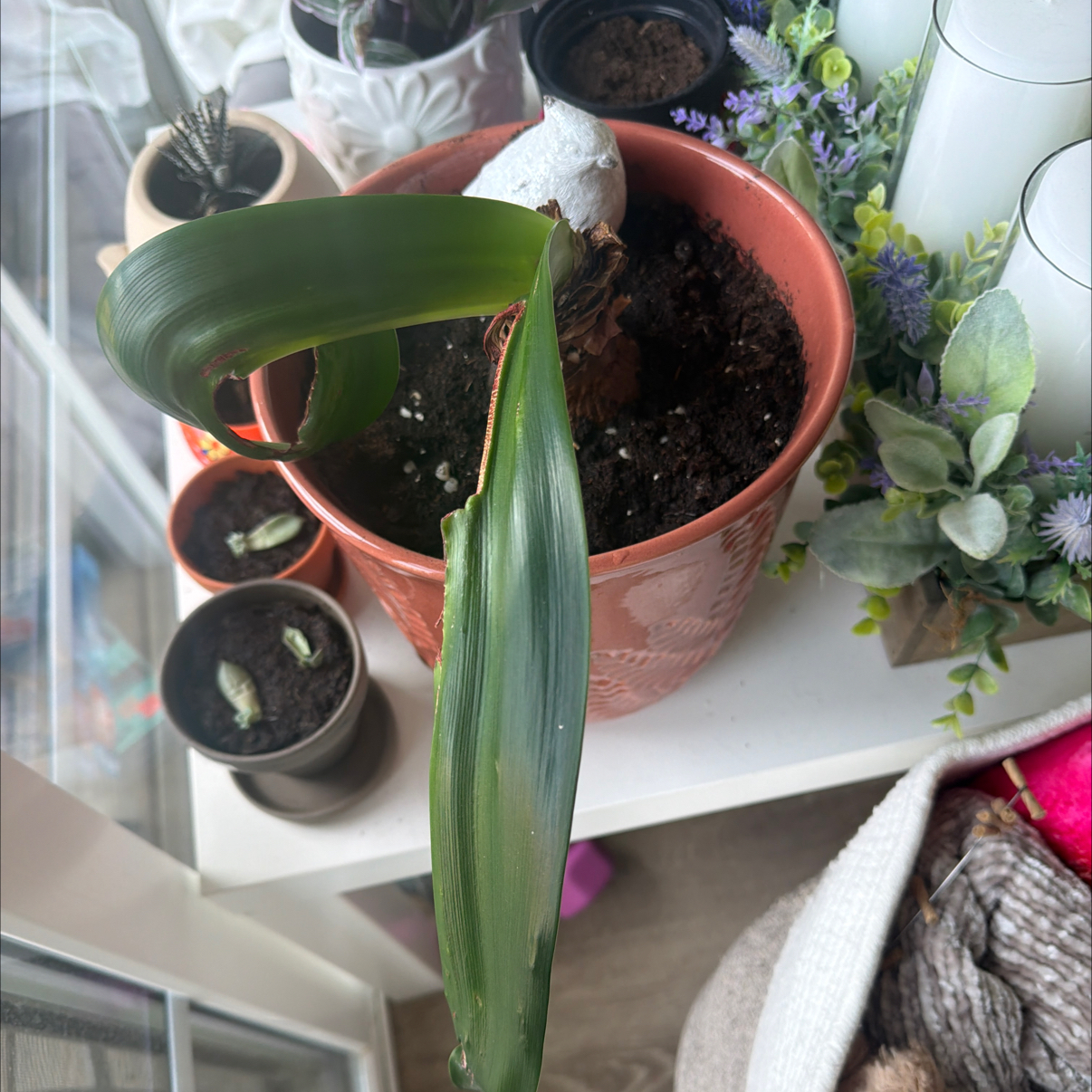 Photo of the plant species Hippeastrum 'White Nymph' by @LadyBearcorn26 named Eeeeeeep on Greg, the plant care app