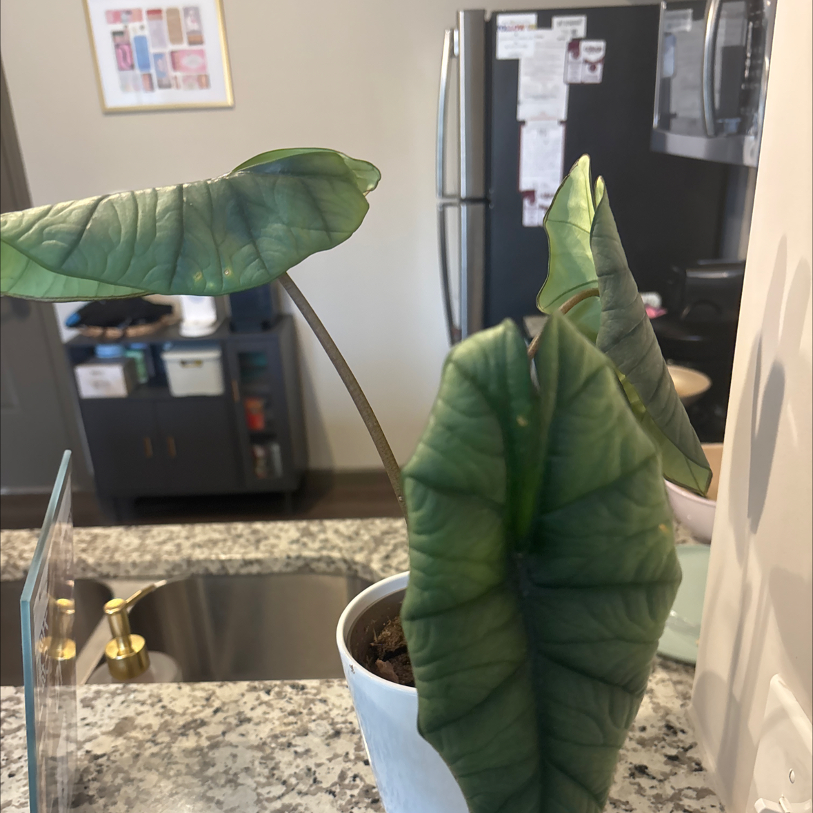 Photo of the plant species Alocasia 'Mythic Quicksilver' by @EquablePecan26 named Gomez on Greg, the plant care app