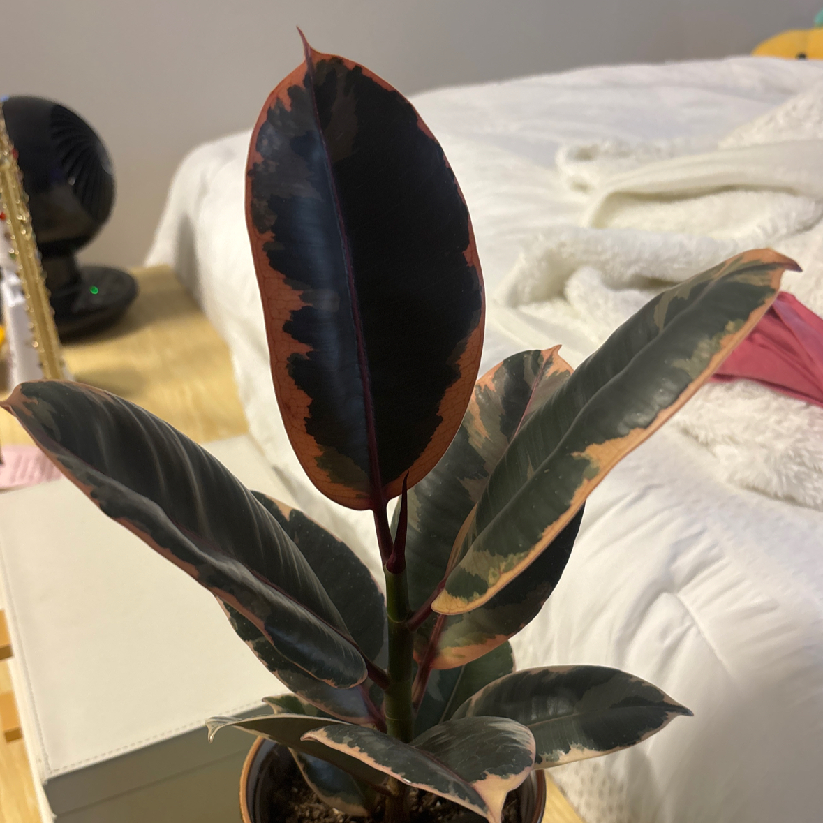 Photo of the plant species Rubber Plant 'Belize' by @EquablePecan26 named Nithin on Greg, the plant care app