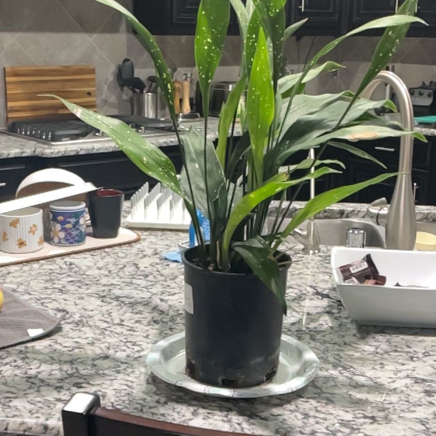 Photo of the plant species Cast Iron Milky Way by @TiptopTomato22 named Ena on Greg, the plant care app