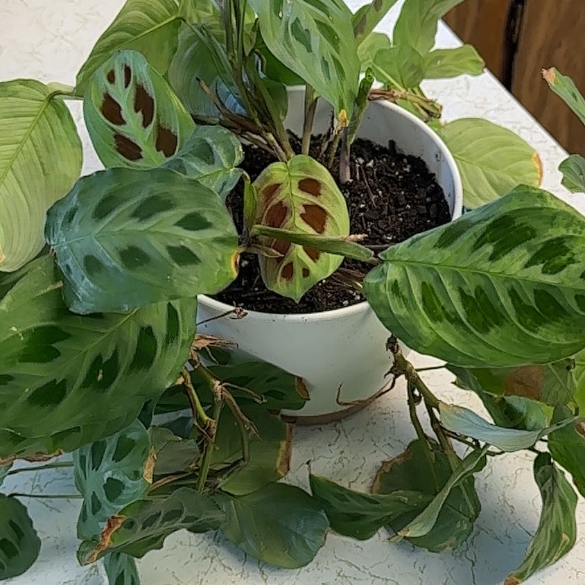 Photo of the plant species Prayer Plant by @HotBluepearl92 named Clooney on Greg, the plant care app