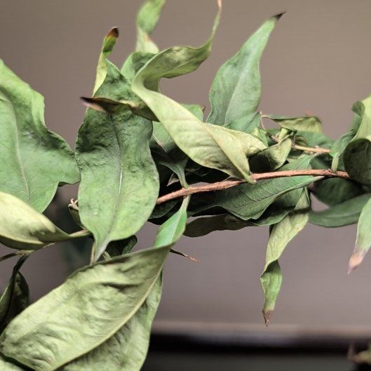 Photo of the plant species Rainforest Plum by @HeirGreen1 named Plato on Greg, the plant care app
