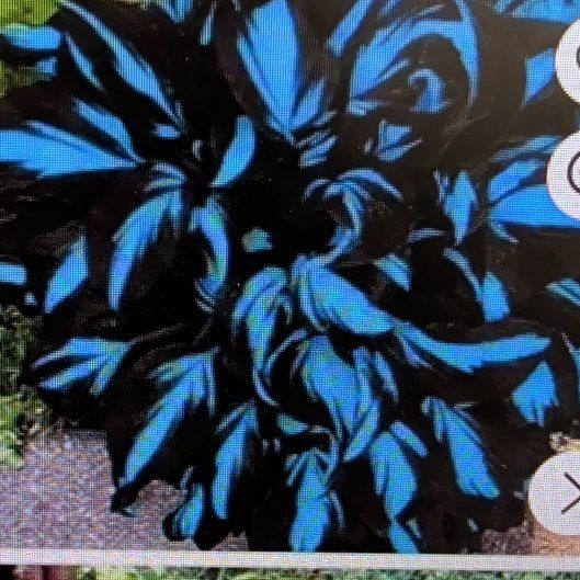 Photo of the plant species Blue Hosta by @HeirGreen1 named McKinley on Greg, the plant care app