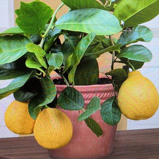 Photo of the plant species Ponderosa Lemon by @HeirGreen1 named Gobi on Greg, the plant care app