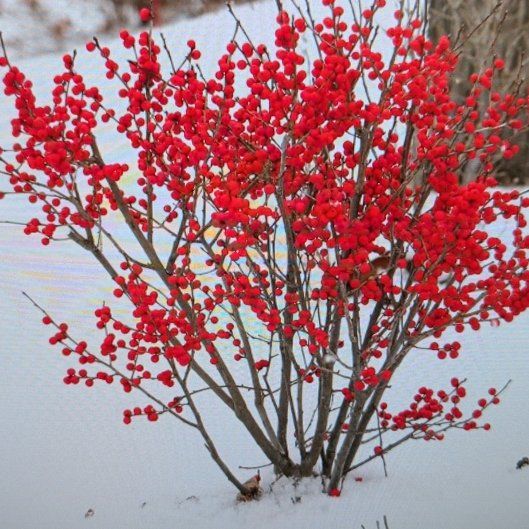 Photo of the plant species Winterberry by @HeirGreen1 named Anne on Greg, the plant care app