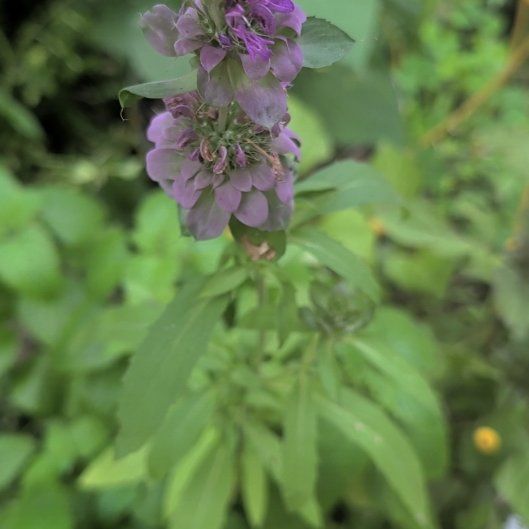 Photo of the plant species Lemon Bergamot by @HeirGreen1 named Prince on Greg, the plant care app