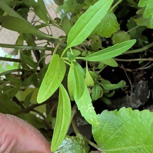 Photo of the plant species Grassleaf Spurge by @HeirGreen1 named Muhammad Ali on Greg, the plant care app
