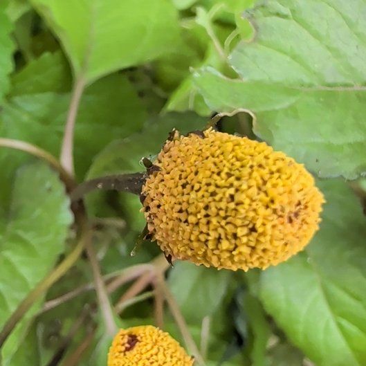 Photo of the plant species Mexican Sunflower by @HeirGreen1 named Tolkien on Greg, the plant care app