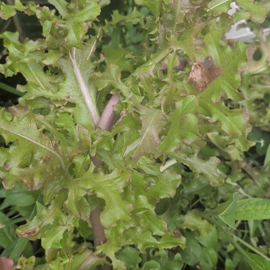 Photo of the plant species Garden Lettuce by @HeirGreen1 named Aria on Greg, the plant care app