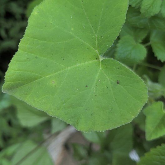 Photo of the plant species Cucurbita Moschata by @HeirGreen1 named Captain Plant-it on Greg, the plant care app
