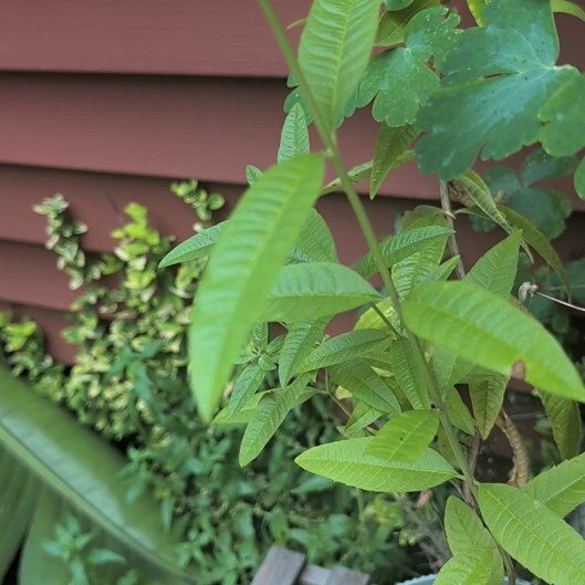 Photo of the plant species lemon verbena by @HeirGreen1 named Xena on Greg, the plant care app