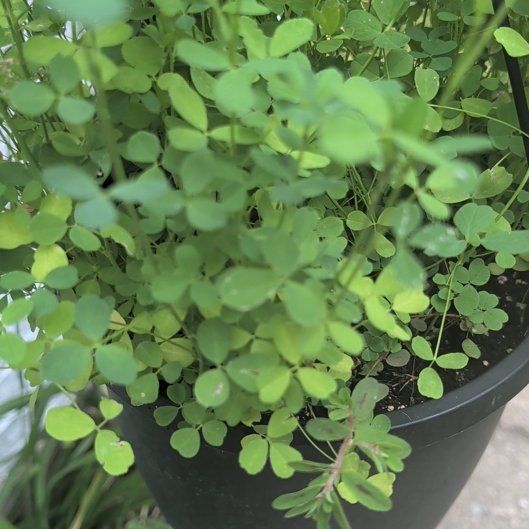 Photo of the plant species Common Yellow Woodsorrel by @HeirGreen1 named Surya on Greg, the plant care app