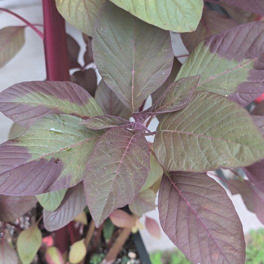 Photo of the plant species Blood Amaranth by @HeirGreen1 named Osmo on Greg, the plant care app