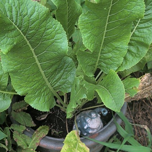 Photo of the plant species Horseradish by @HeirGreen1 named Hamilton on Greg, the plant care app