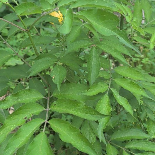 Photo of the plant species American Black Elderberry by @HeirGreen1 named Morgan Treeman on Greg, the plant care app