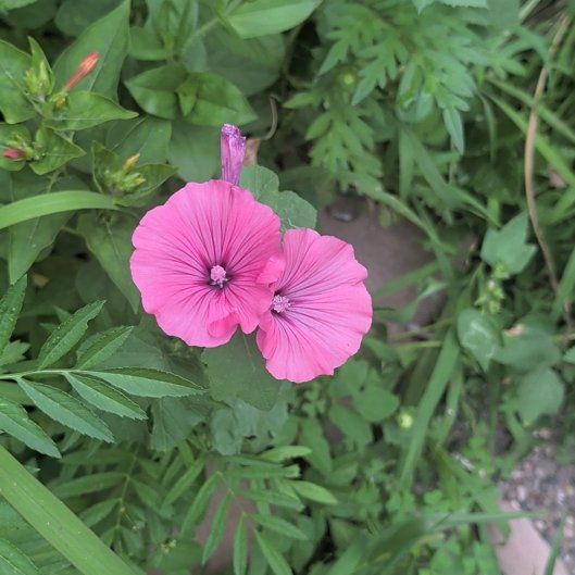 Photo of the plant species Royal Mallow by @HeirGreen1 named Darwin on Greg, the plant care app