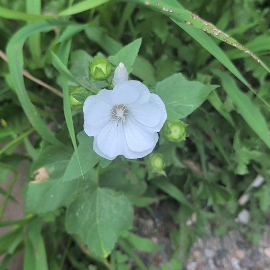 Photo of the plant species Common Flax by @HeirGreen1 named Bruce Lee on Greg, the plant care app