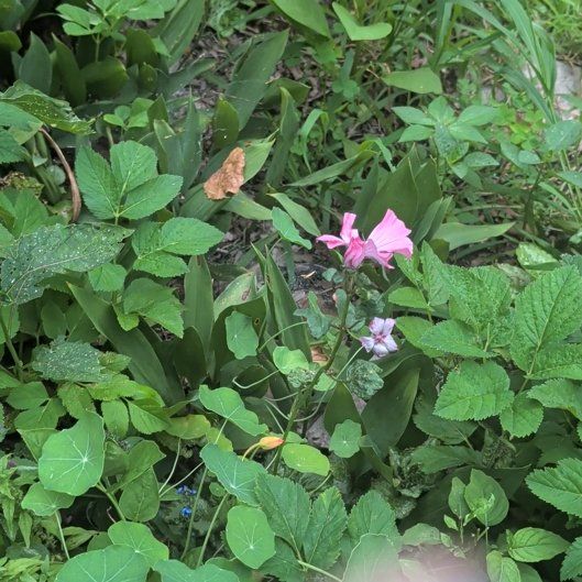 Photo of the plant species Pink Woodsorrel by @HeirGreen1 named Daphne on Greg, the plant care app