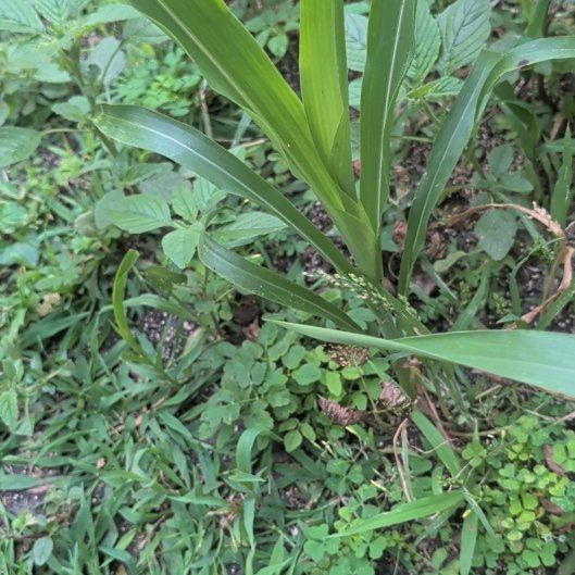 Photo of the plant species Corn by @HeirGreen1 named Rosa on Greg, the plant care app