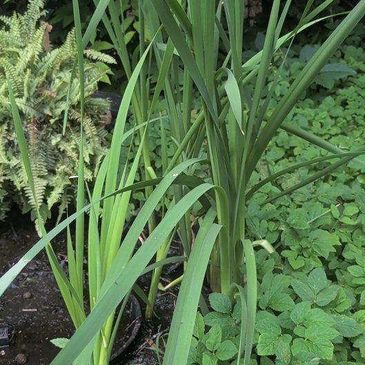 Photo of the plant species Yellow Iris by @HeirGreen1 named Sonora on Greg, the plant care app