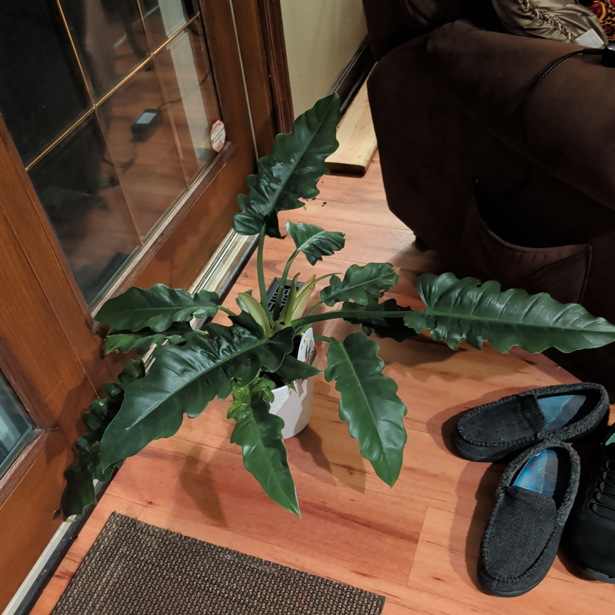 Photo of the plant species Philodendron Hybrid by @HeirGreen1 named Winston on Greg, the plant care app