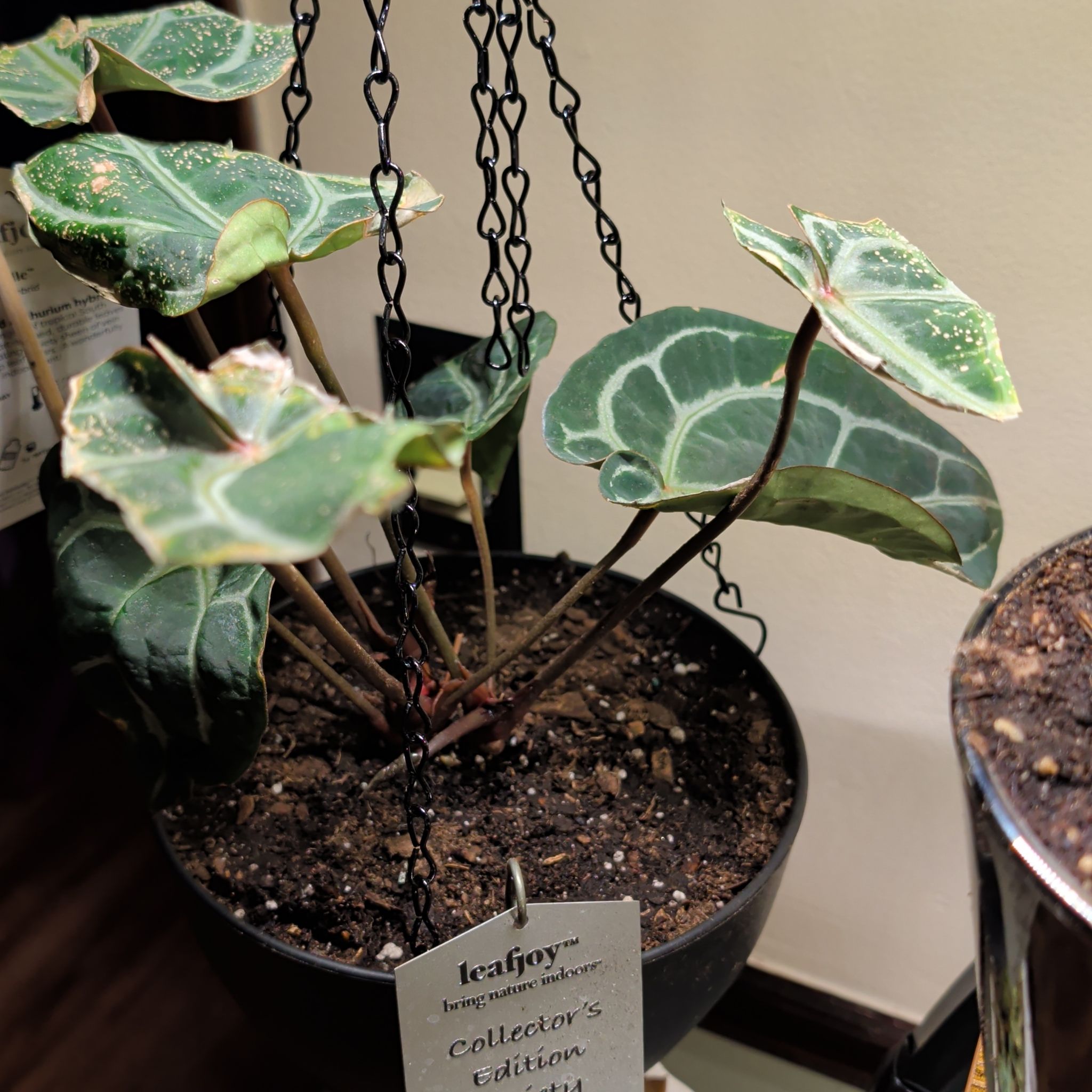 Photo of the plant species Anthurium Doc Block Michelle by @HeirGreen1 named Michelle on Greg, the plant care app