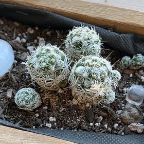 Photo of the plant species Coryphantha delicata by @HeadPuka45 named Tolkien on Greg, the plant care app