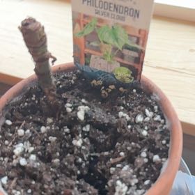 Photo of the plant species Philodendron 'Silver Cloud' by @RuggedBanana84 named Zeus on Greg, the plant care app