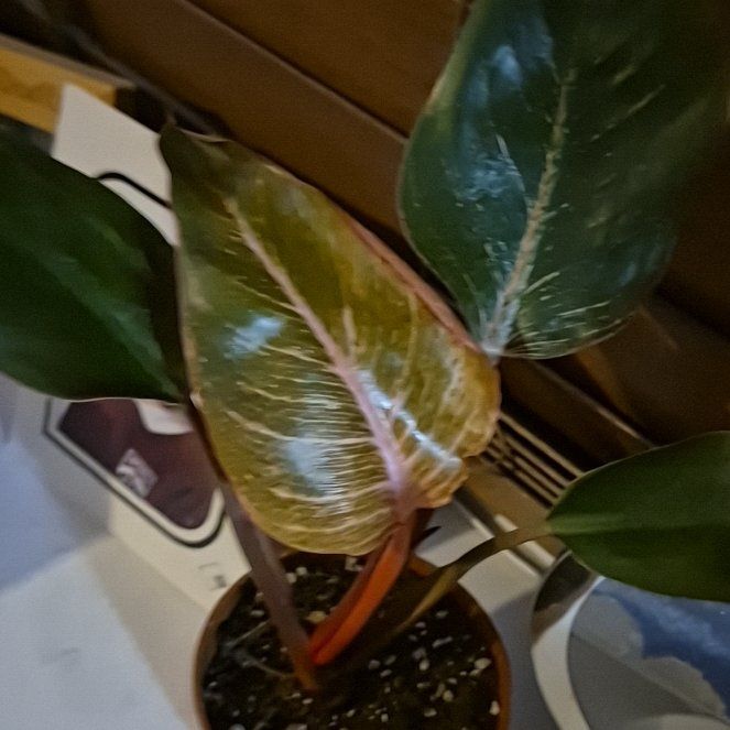 Photo of the plant species Philodendron 'Pink Bikini' by @FitVeilwort14 named Delilah on Greg, the plant care app