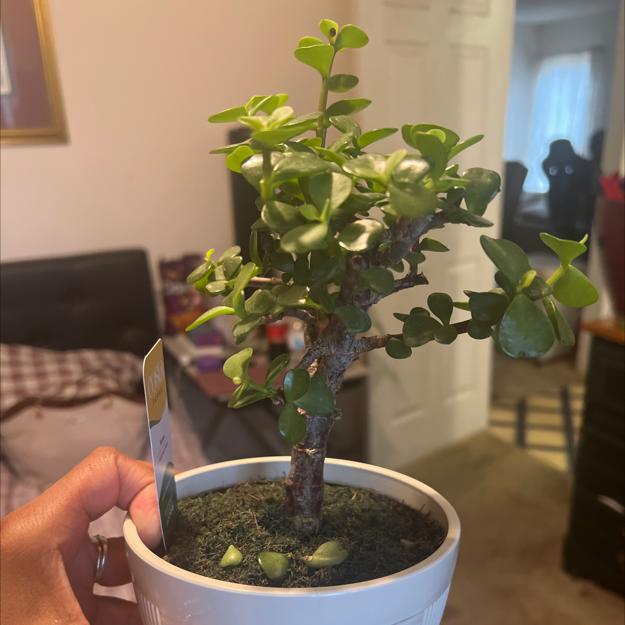Plant care for Fire Bush on Greg, the plant care app
