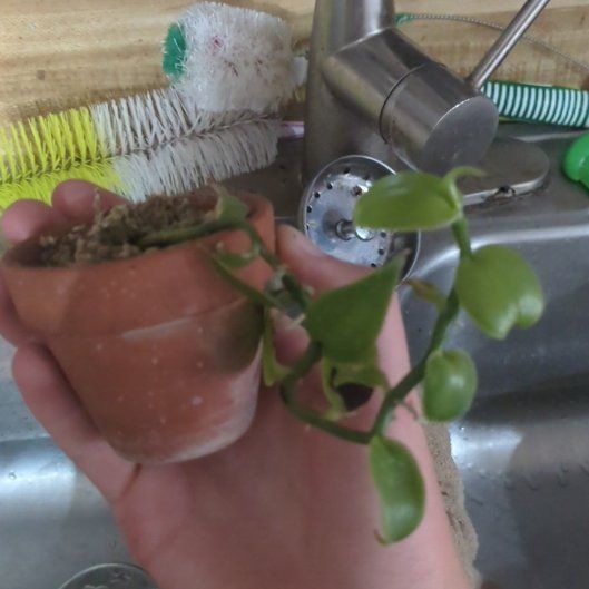 Photo of the plant species vanilla orchid by @GrowingOmnom63 named Morgan Treeman on Greg, the plant care app