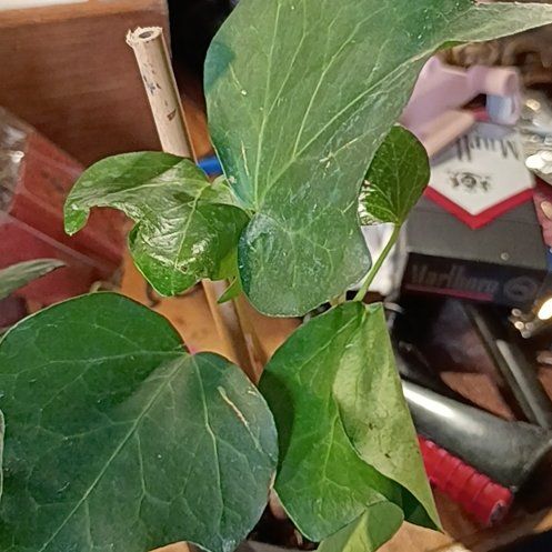 Photo of the plant species Canarian Ivy by @RadBurlemarx13 named Darwin on Greg, the plant care app