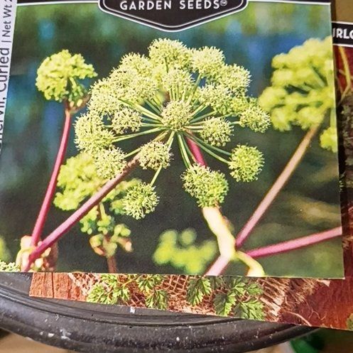 Photo of the plant species Garden Angelica by @RadBurlemarx13 named Lola on Greg, the plant care app
