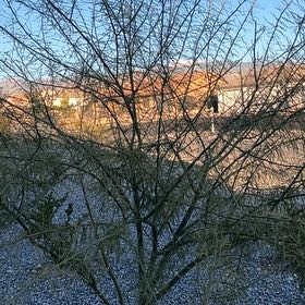 Photo of the plant species Palo Verde by @KeyRedsword76 named Sigmund on Greg, the plant care app