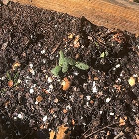 Photo of the plant species Salvia Cistus by @ZestTarbush16 named Athena on Greg, the plant care app