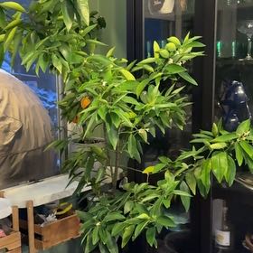Photo of the plant species Red Lime Tree by @NewChervil33 named Gaga on Greg, the plant care app