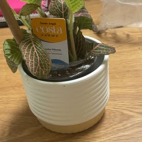 Photo of the plant species Juanita Nerve Plant by @YeahLithop78 named Denali on Greg, the plant care app