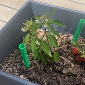 Photo of the plant species Cayenne Pepper by @VocalGrass15 named Bodhi on Greg, the plant care app