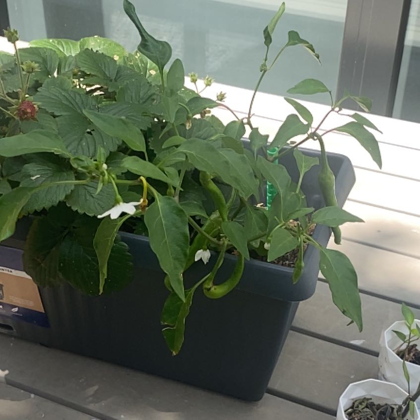 Photo of the plant species Cayenne Pepper by @VocalGrass15 named Zeus on Greg, the plant care app