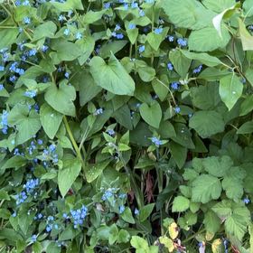 Photo of the plant species False Forget-Me-Not by @WinSuriana51 named Nemo on Greg, the plant care app