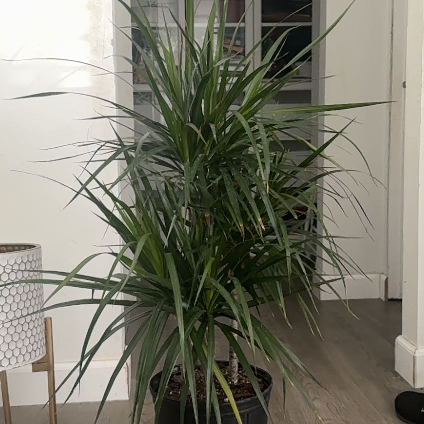 Photo of the plant species marginata cane by @IdolBreadnut3 named Cane on Greg, the plant care app