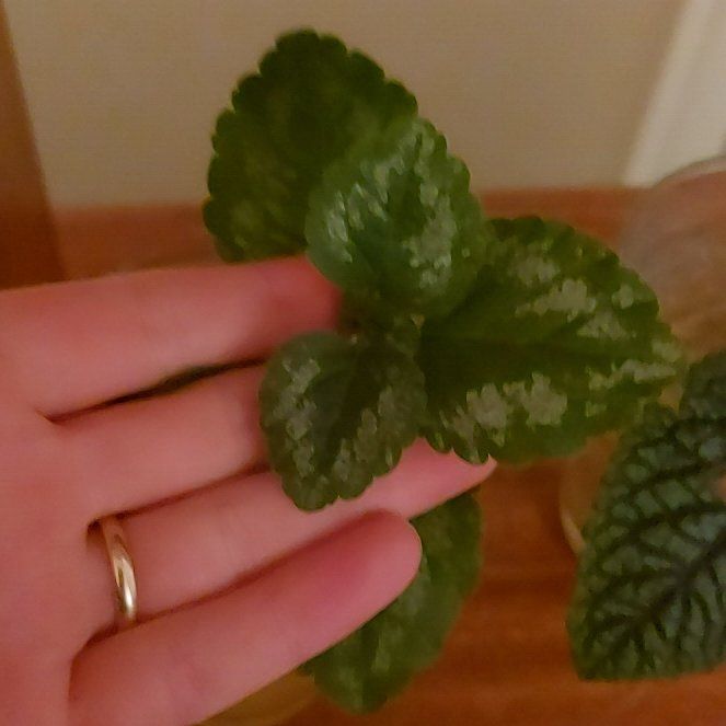 Photo of the plant species Yellow Archangel by @SavoryIcecaps44 named Captain Plant-it on Greg, the plant care app