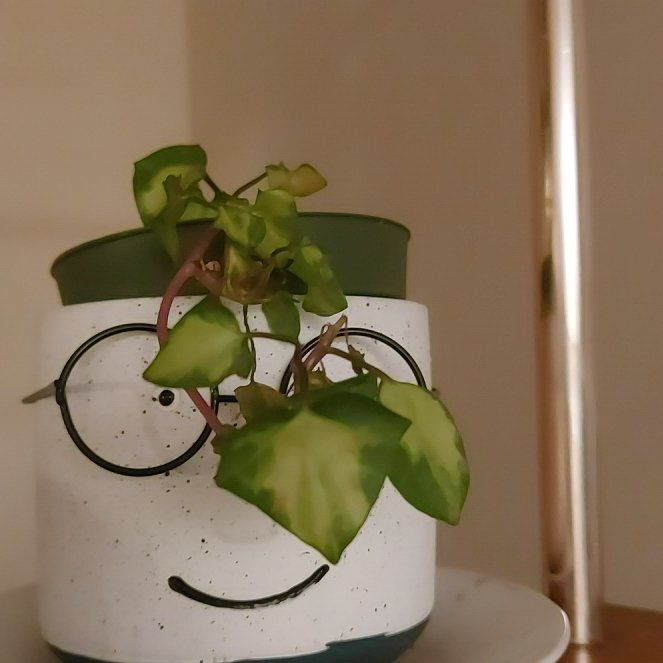 Photo of the plant species Variegated Wax Ivy by @SavoryIcecaps44 named Theo on Greg, the plant care app