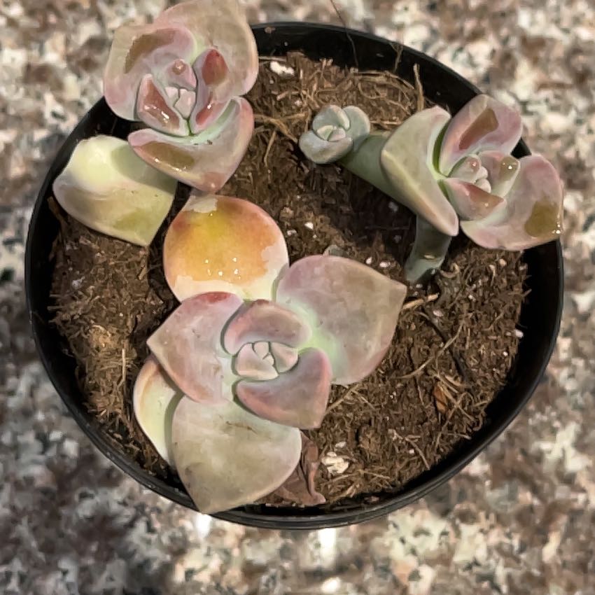 Photo of the plant species Cotyledon 'Mint Truffles' by @HipCosmobaby83 named Albert Cornelius the third on Greg, the plant care app